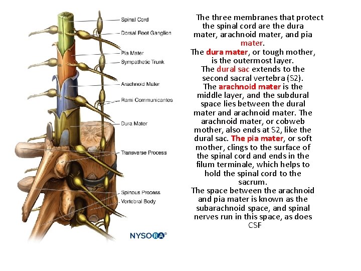 The three membranes that protect the spinal cord are the dura mater, arachnoid mater,