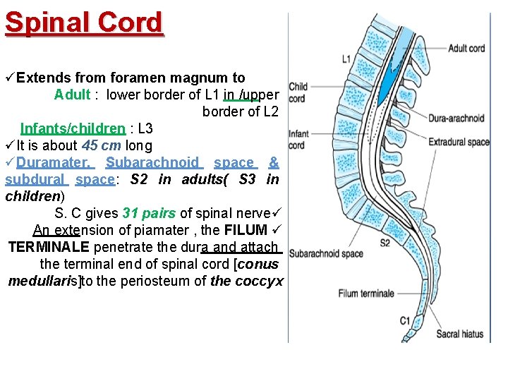 Spinal Cord üExtends from foramen magnum to Adult : lower border of L 1 Spinal Cord üExtends from foramen magnum to Adult : lower border of L 1