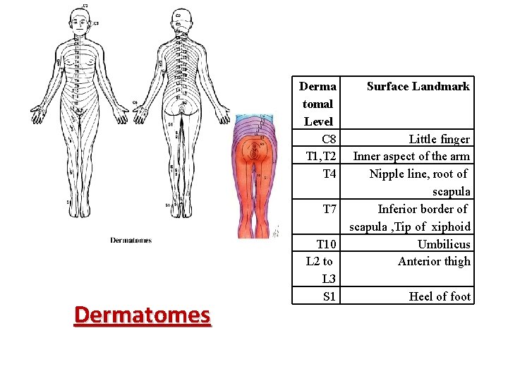 Derma tomal Level C 8 T 1, T 2 T 4 T 7 Dermatomes