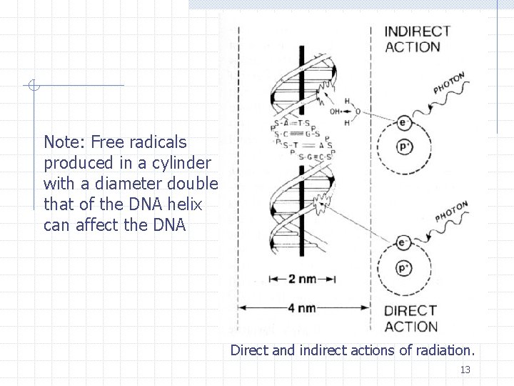 Note: Free radicals produced in a cylinder with a diameter double that of the