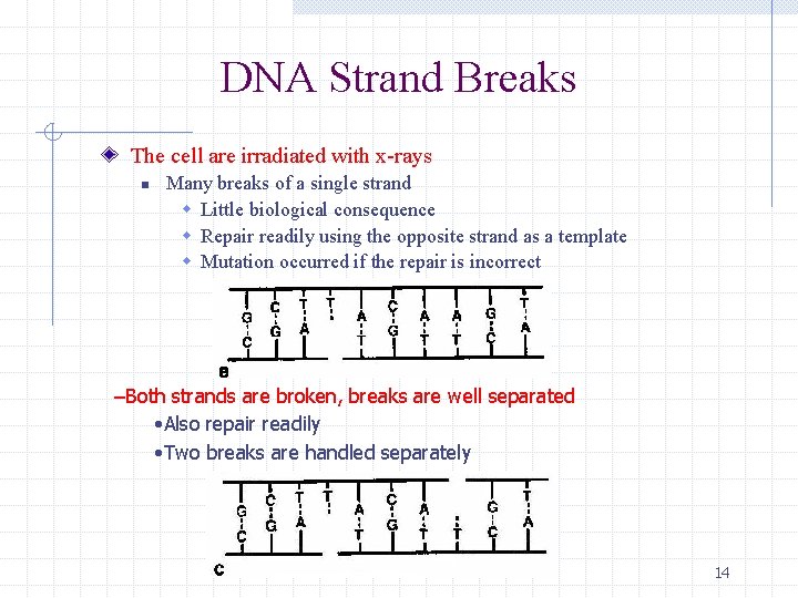 DNA Strand Breaks The cell are irradiated with x-rays n Many breaks of a