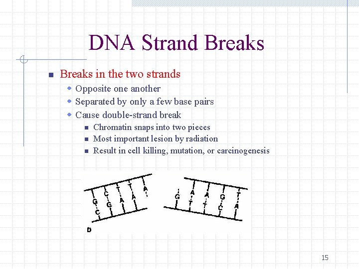 DNA Strand Breaks n Breaks in the two strands w Opposite one another w