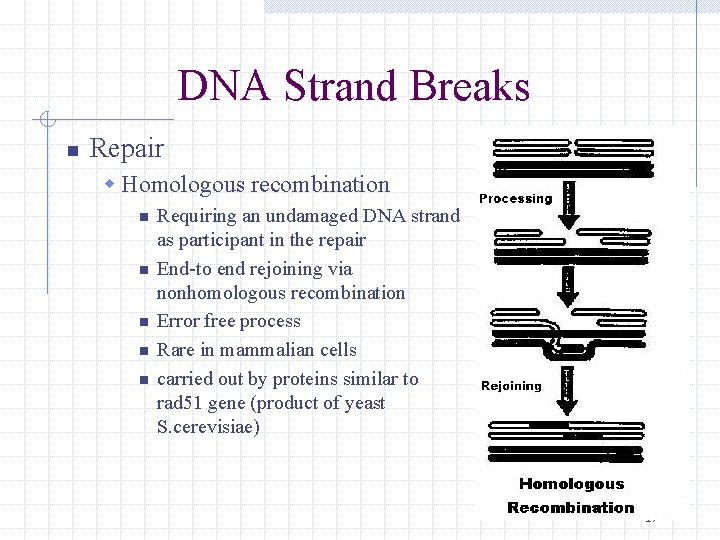DNA Strand Breaks n Repair w Homologous recombination n n Requiring an undamaged DNA