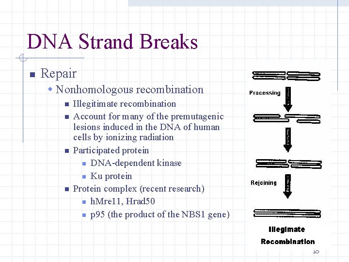 DNA Strand Breaks n Repair w Nonhomologous recombination n n Illegitimate recombination Account for