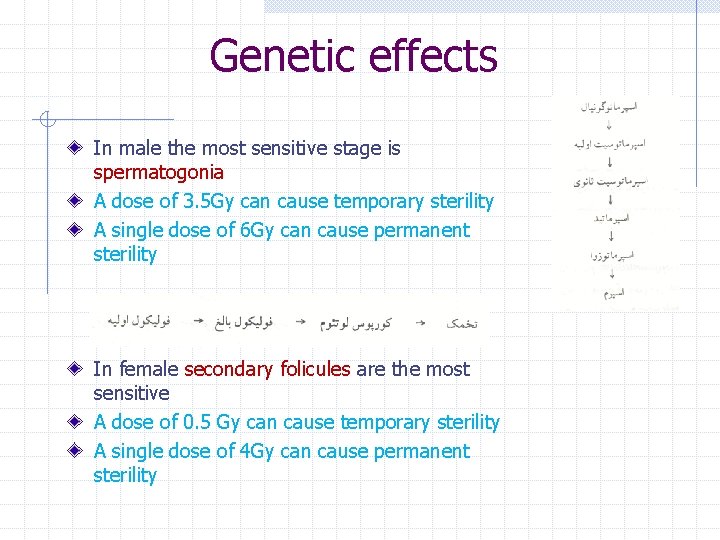 Genetic effects In male the most sensitive stage is spermatogonia A dose of 3.