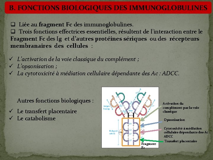 B. FONCTIONS BIOLOGIQUES DES IMMUNOGLOBULINES q Liée au fragment Fc des immunoglobulines. q Trois