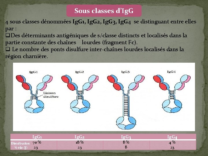 Sous classes d’Ig. G 4 sous classes dénommées Ig. G 1, Ig. G 2,