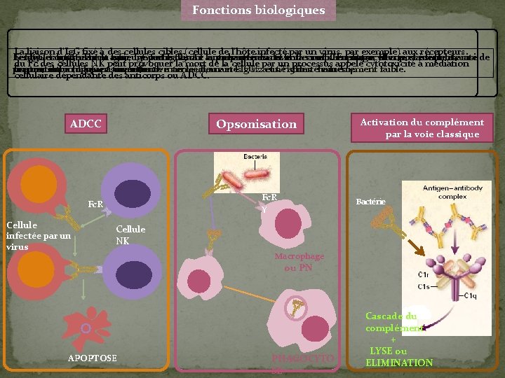 Fonctions biologiques La liaison d’Ig. G fixé à des cellules cibles (cellule de l’hôte
