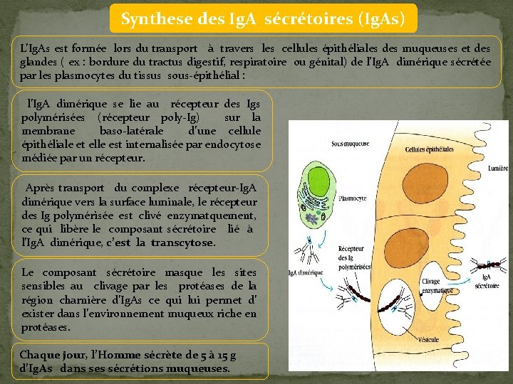 Synthese des Ig. A sécrétoires (Ig. As) L’Ig. As est formée lors du transport