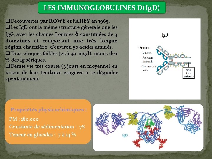 LES IMMUNOGLOBULINES D(Ig. D) q. Découvertes par ROWE et FAHEY en 1965. q. Les