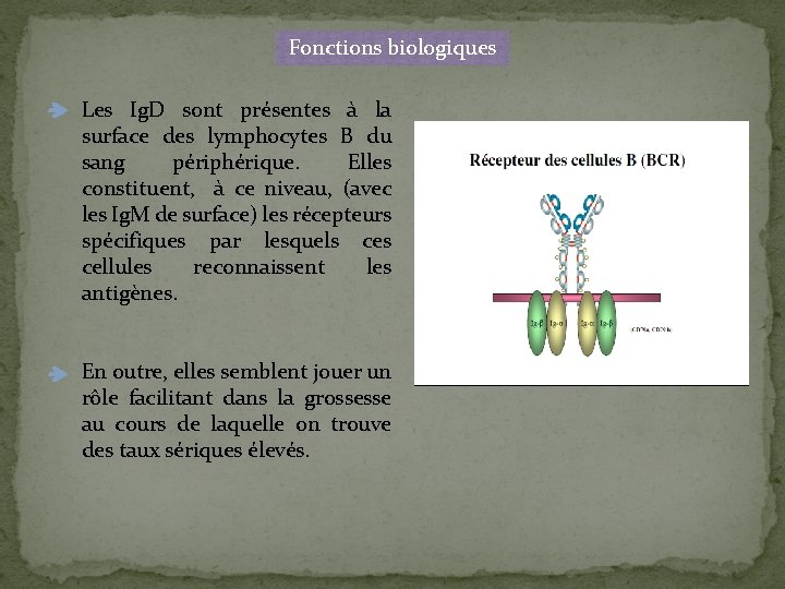 Fonctions biologiques Les Ig. D sont présentes à la surface des lymphocytes B du