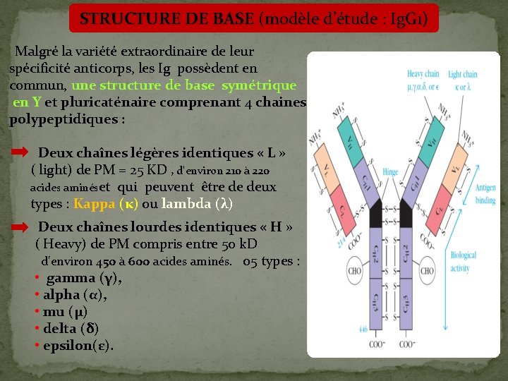 STRUCTURE DE BASE (modèle d’étude : Ig. G 1) Malgré la variété extraordinaire de