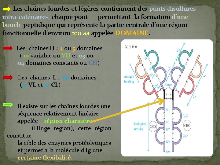  Les chaines lourdes et légères contiennent des ponts disulfures intra-caténaires, chaque pont permettant