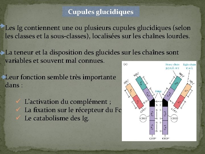 Cupules glucidiques Les Ig contiennent une ou plusieurs cupules glucidiques (selon les classes et