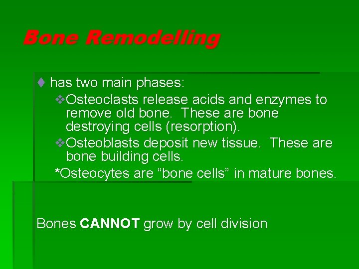 Bone Remodelling t has two main phases: v. Osteoclasts release acids and enzymes to