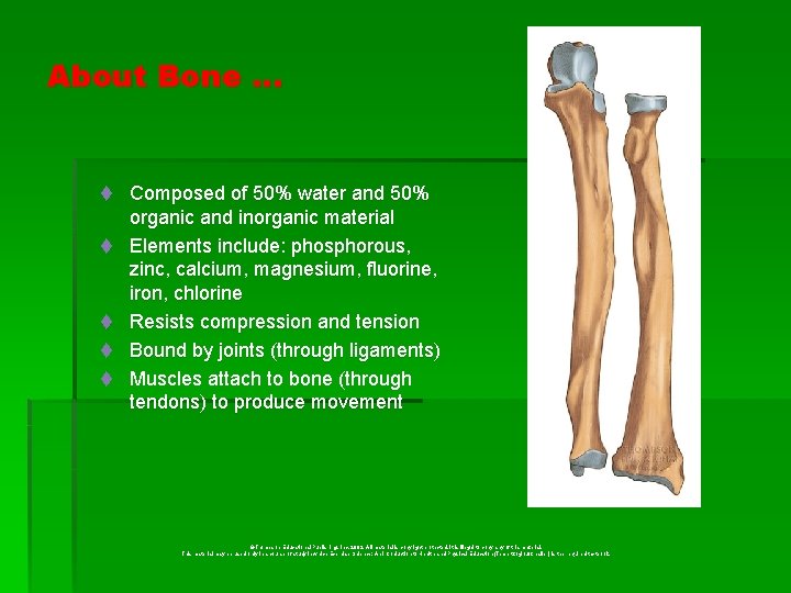 About Bone … t Composed of 50% water and 50% t t organic and