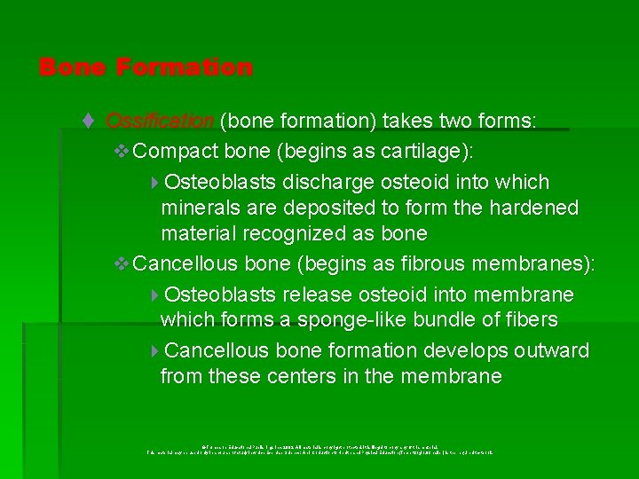 Bone Formation t Ossification (bone formation) takes two forms: v Compact bone (begins as