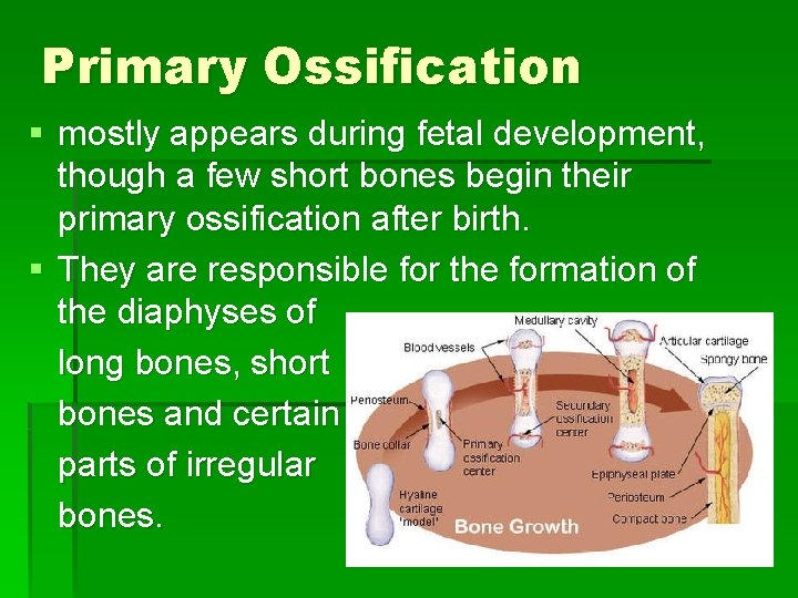 Primary Ossification § mostly appears during fetal development, though a few short bones begin