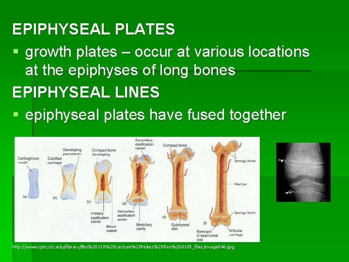 EPIPHYSEAL PLATES § growth plates – occur at various locations at the epiphyses of