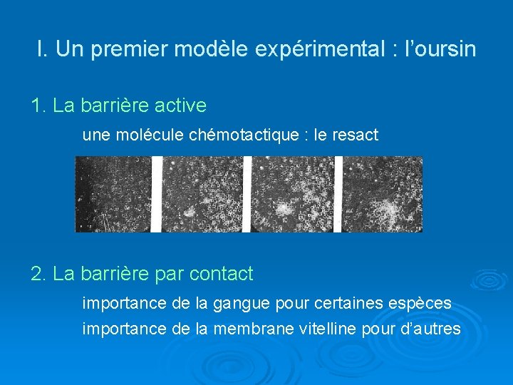 I. Un premier modèle expérimental : l’oursin 1. La barrière active une molécule chémotactique