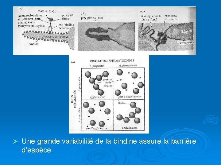 Ø Une grande variabilité de la bindine assure la barrière d’espèce 