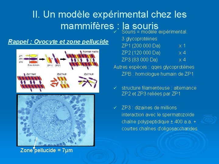 II. Un modèle expérimental chez les mammifèresü: Souris la souris = modèle expérimental. Rappel