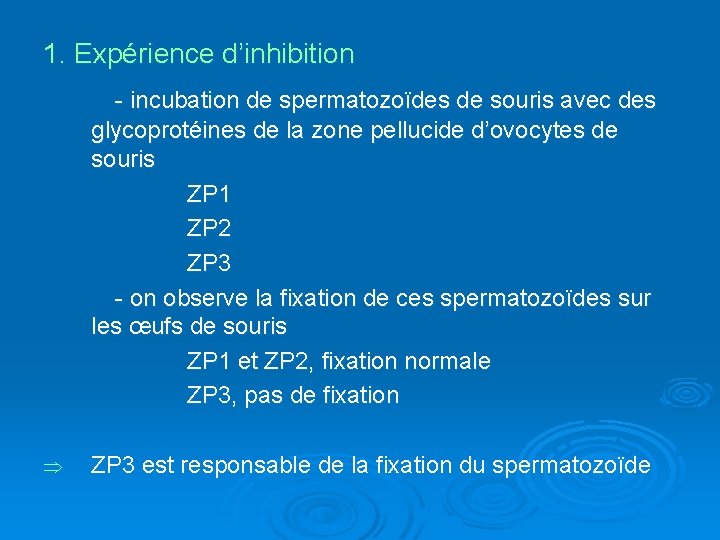 1. Expérience d’inhibition - incubation de spermatozoïdes de souris avec des glycoprotéines de la