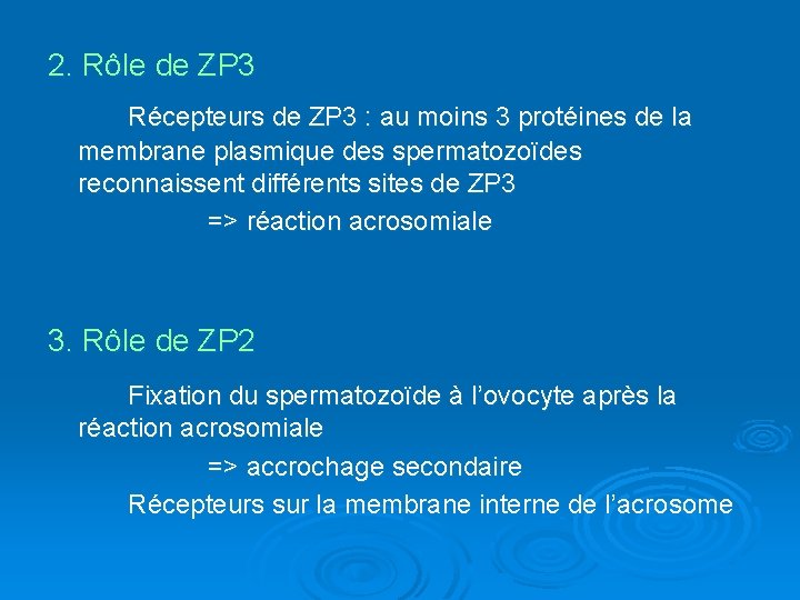 2. Rôle de ZP 3 Récepteurs de ZP 3 : au moins 3 protéines