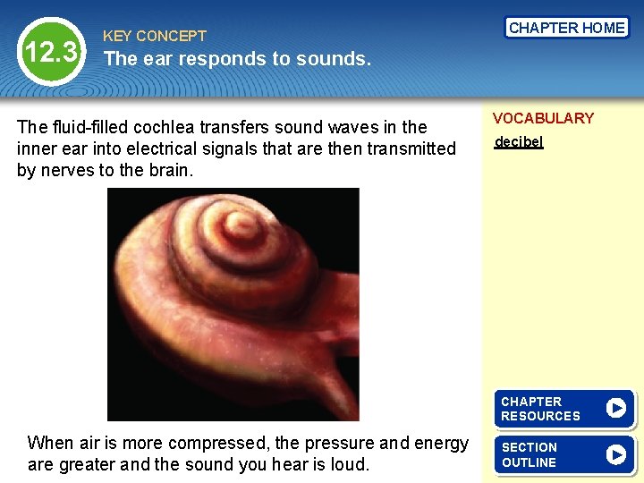 12. 3 KEY CONCEPT CHAPTER HOME The ear responds to sounds. The fluid-filled cochlea
