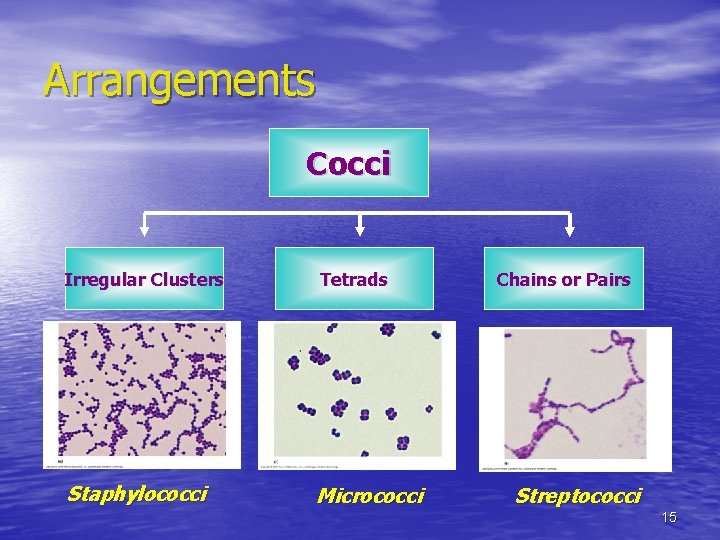 Arrangements Cocci Irregular Clusters Tetrads Staphylococci Micrococci Chains or Pairs Streptococci 15 