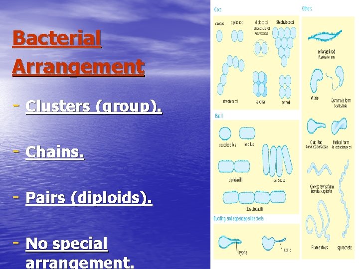 Bacterial Arrangement - Clusters (group). - Chains. - Pairs (diploids). - No special arrangement.