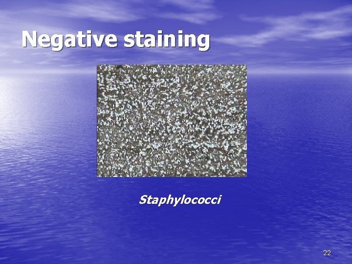 Negative staining Staphylococci 22 