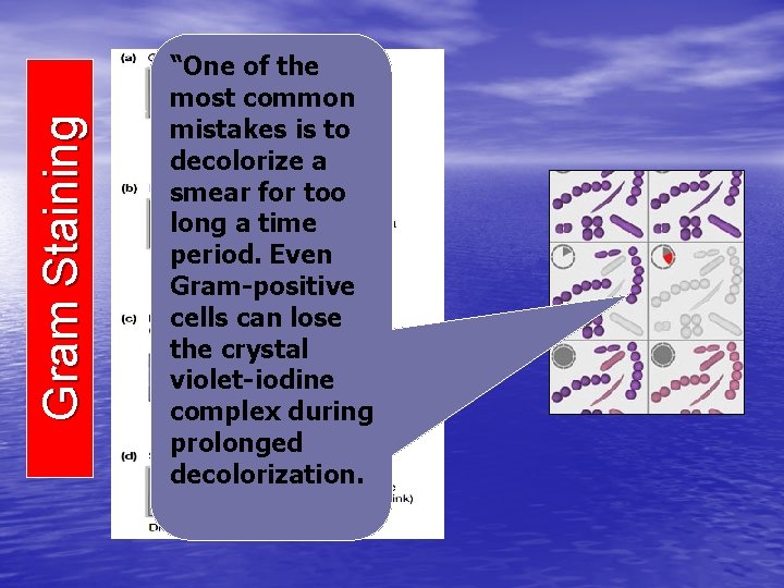 Gram Staining “One of the most common mistakes is to decolorize a smear for
