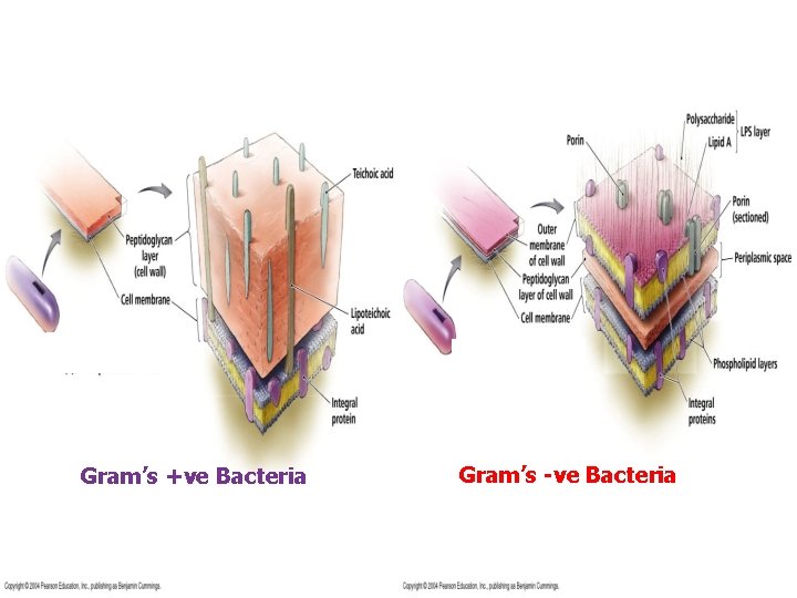 Gram’s +ve Bacteria Gram’s -ve Bacteria 31 