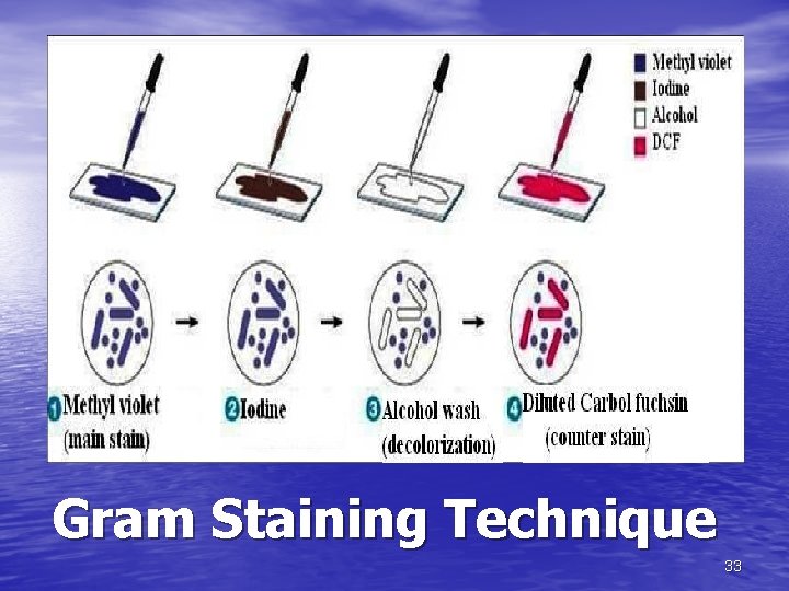 Gram Staining Technique 33 