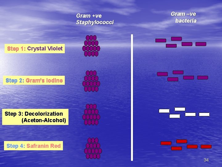 Gram +ve Staphylococci Gram –ve bacteria Step 1: Crystal Violet Step 2: Gram’s Iodine