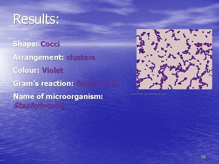 Results: Shape: Cocci Arrangement: clusters Colour: Violet Gram’s reaction: Gram’s +ve Name of microorganism: