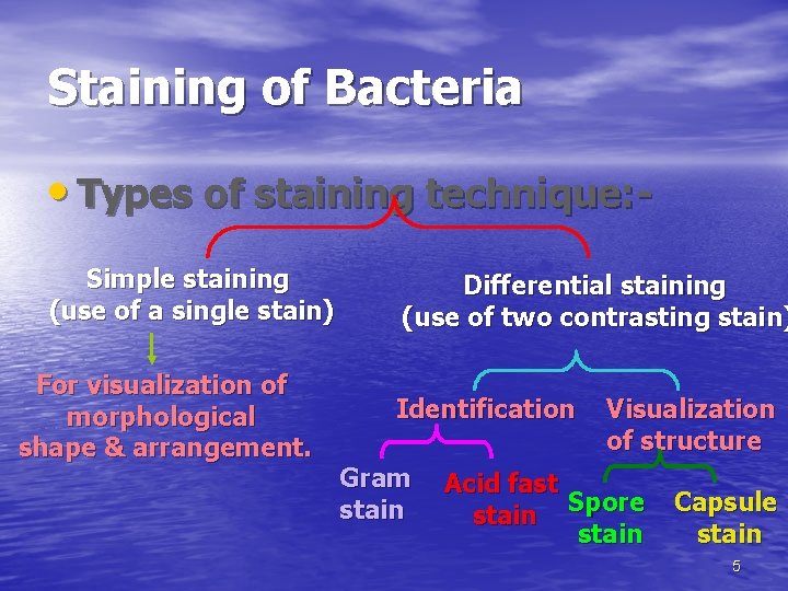 Staining of Bacteria • Types of staining technique: Simple staining (use of a single