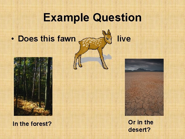Example Question • Does this fawn In the forest? live Or in the desert?