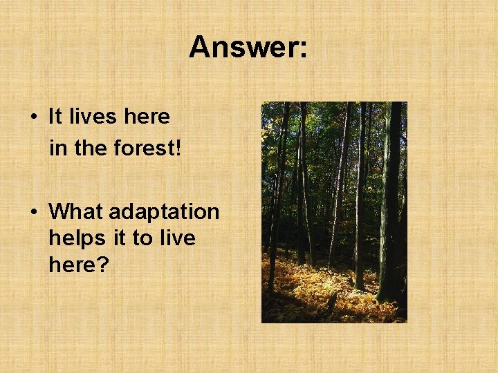 Answer: • It lives here in the forest! • What adaptation helps it to