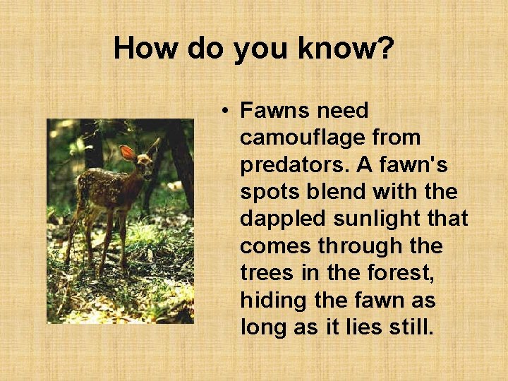 How do you know? • Fawns need camouflage from predators. A fawn's spots blend