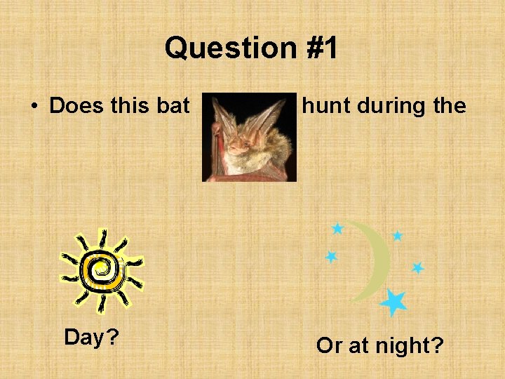 Question #1 • Does this bat Day? hunt during the Or at night? 