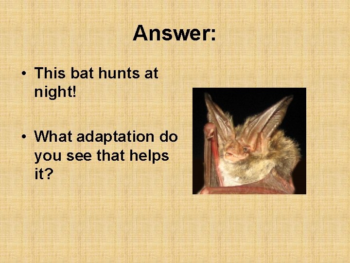 Answer: • This bat hunts at night! • What adaptation do you see that