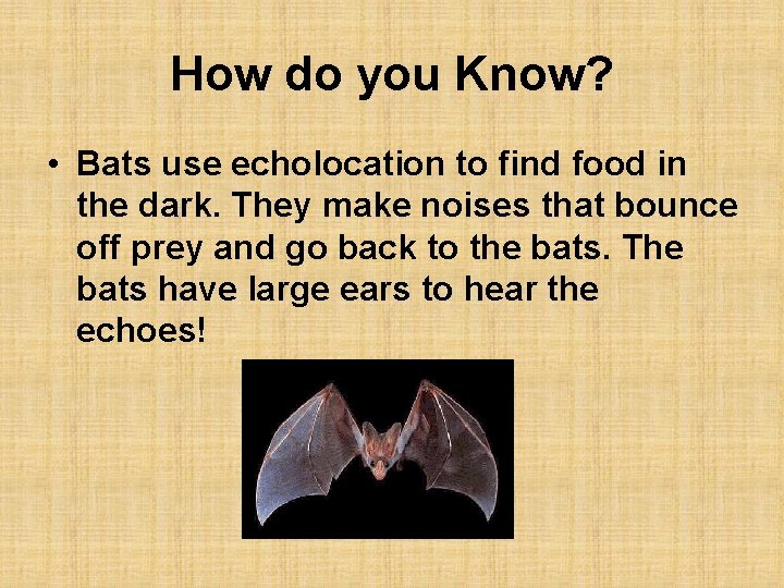 How do you Know? • Bats use echolocation to find food in the dark.