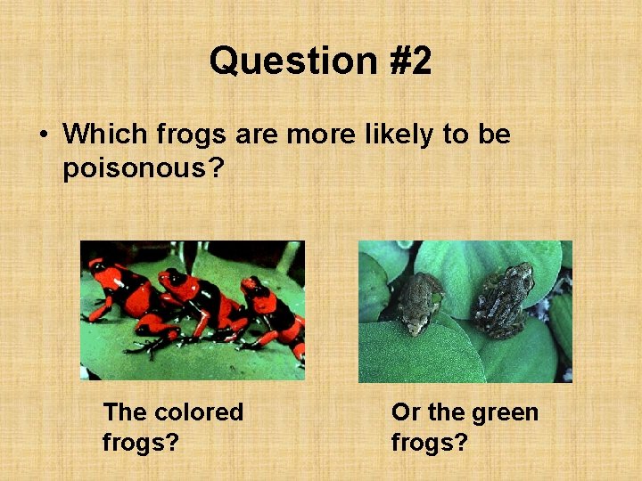 Question #2 • Which frogs are more likely to be poisonous? The colored frogs?
