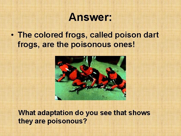 Answer: • The colored frogs, called poison dart frogs, are the poisonous ones! What