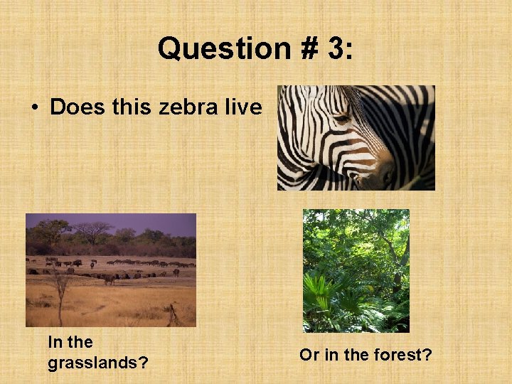 Question # 3: • Does this zebra live In the grasslands? Or in the