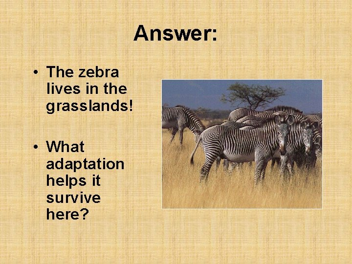 Answer: • The zebra lives in the grasslands! • What adaptation helps it survive
