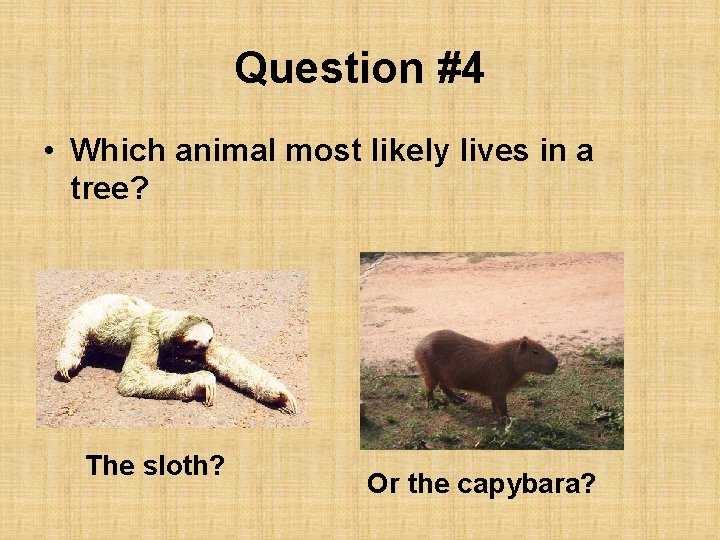 Question #4 • Which animal most likely lives in a tree? The sloth? Or