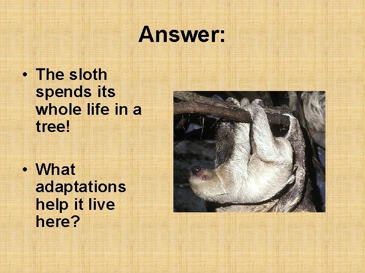 Answer: • The sloth spends its whole life in a tree! • What adaptations